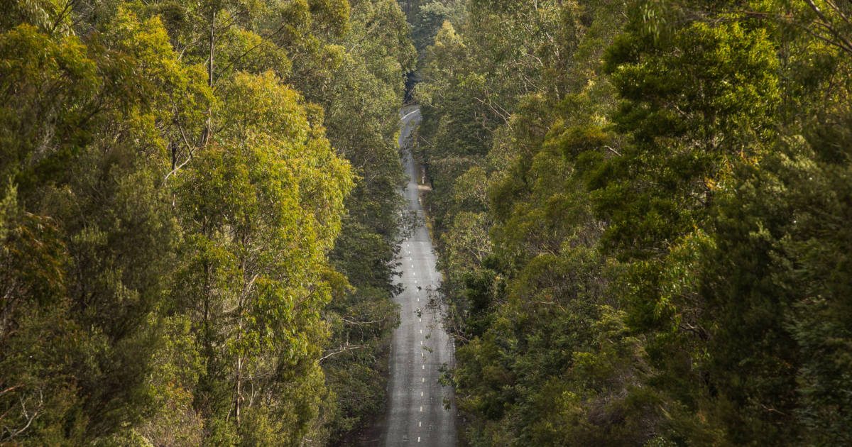 Gordon River Road in  Maydena Tasmanie, Australie.